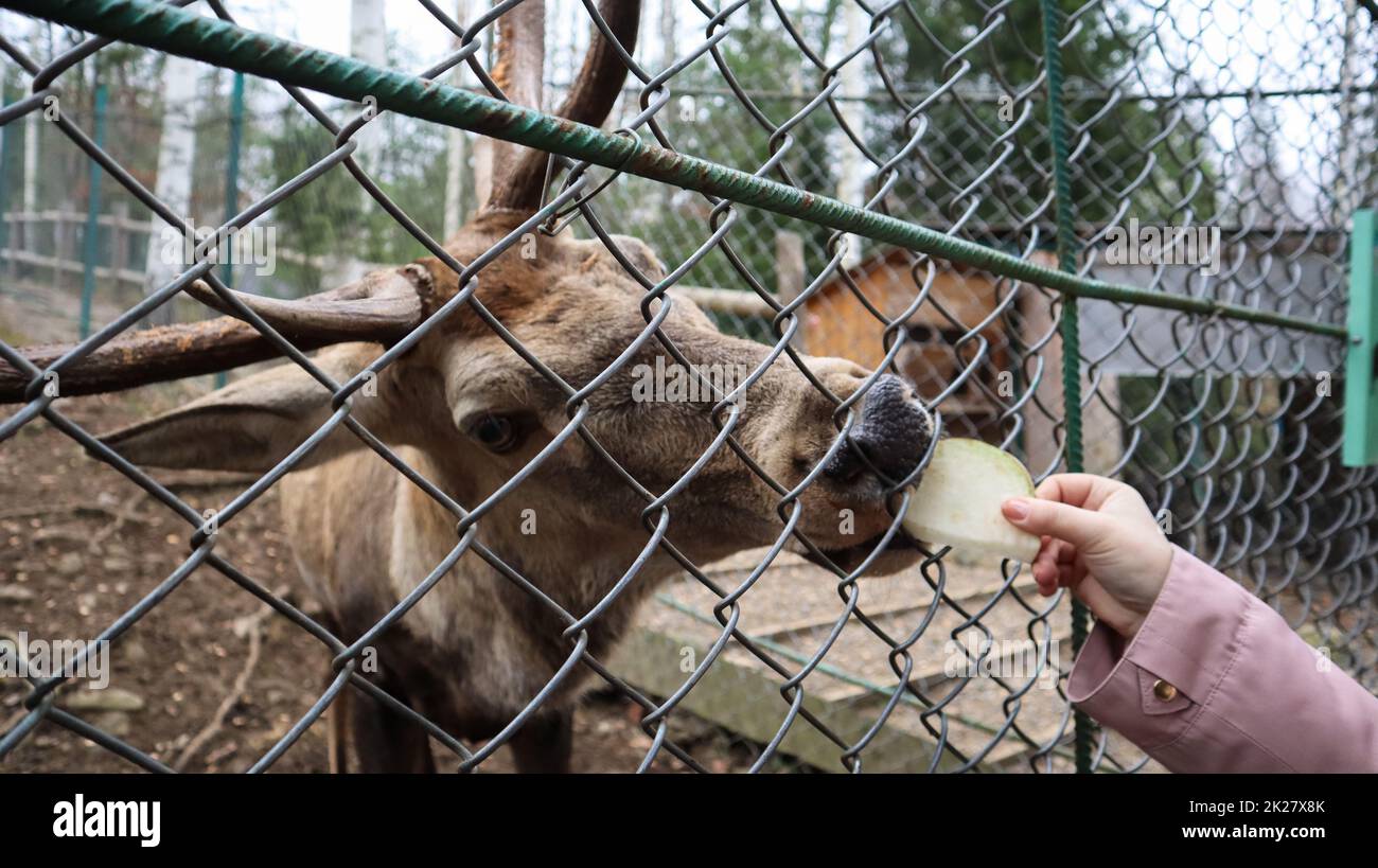 Una mujer alimenta a un ciervo con cuernos a través de una valla en un zoológico. El ciervo come remolacha de azúcar de una mano femenina. Foto de stock