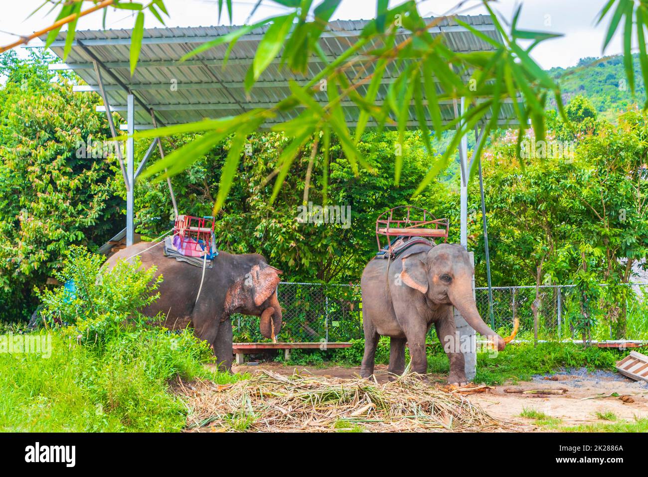 Elefantes asiáticos para montar a caballo el parque tropical de la selva Koh Samui Tailandia. Foto de stock