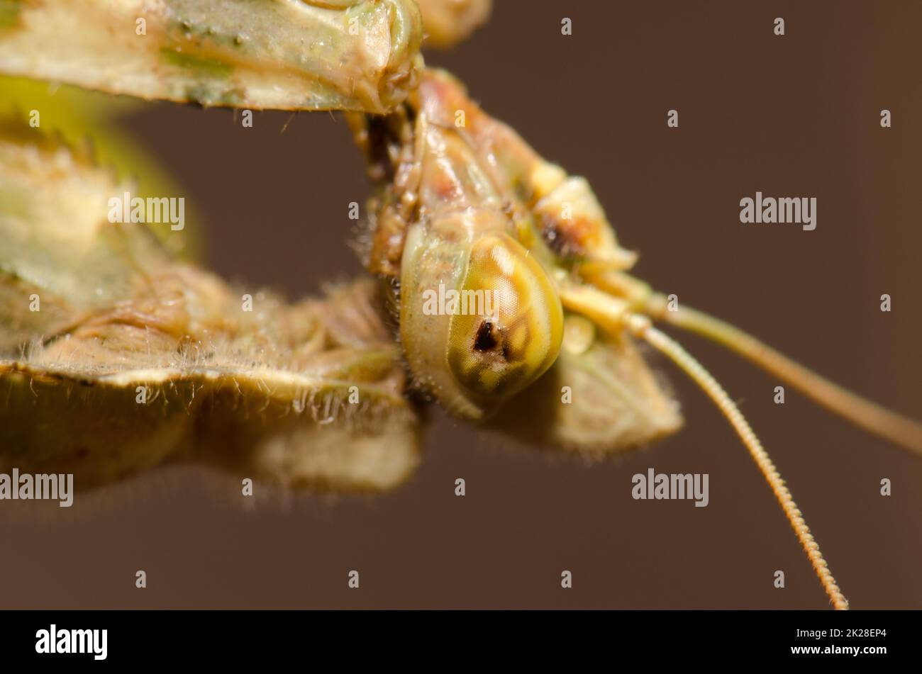 Mantis flor egipcia Blepharopsis mendica. Foto de stock