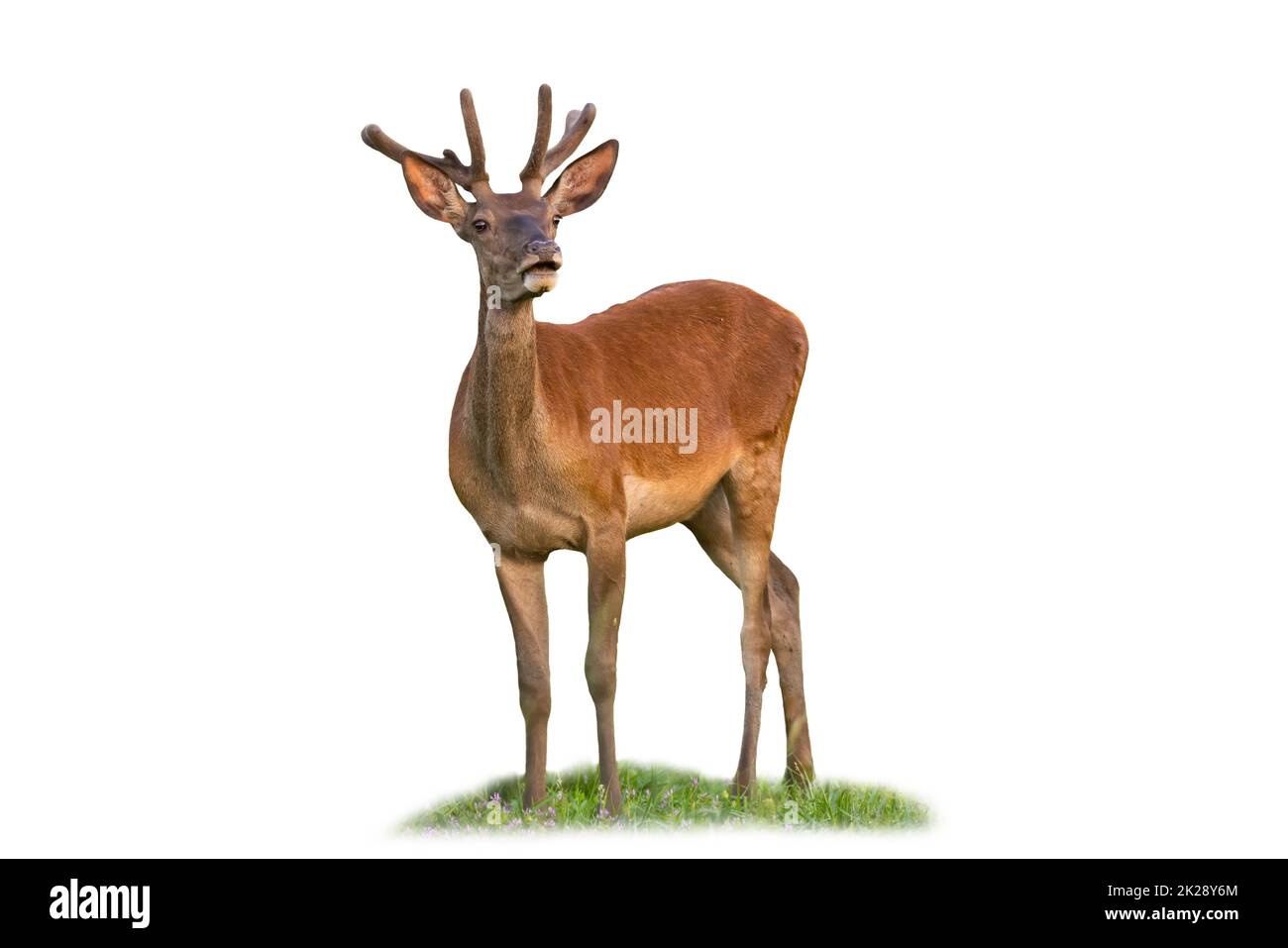 Ciervo rojo curioso de pie sobre hierba aislada sobre fondo blanco Foto de stock