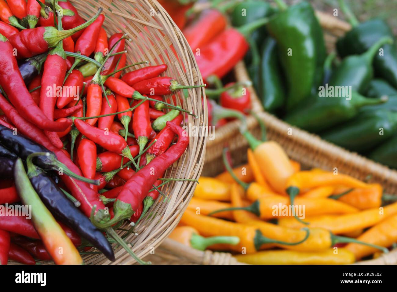 Pablano Peppers con Asian Red Peppers y Yellow Chili Peppers Foto de stock