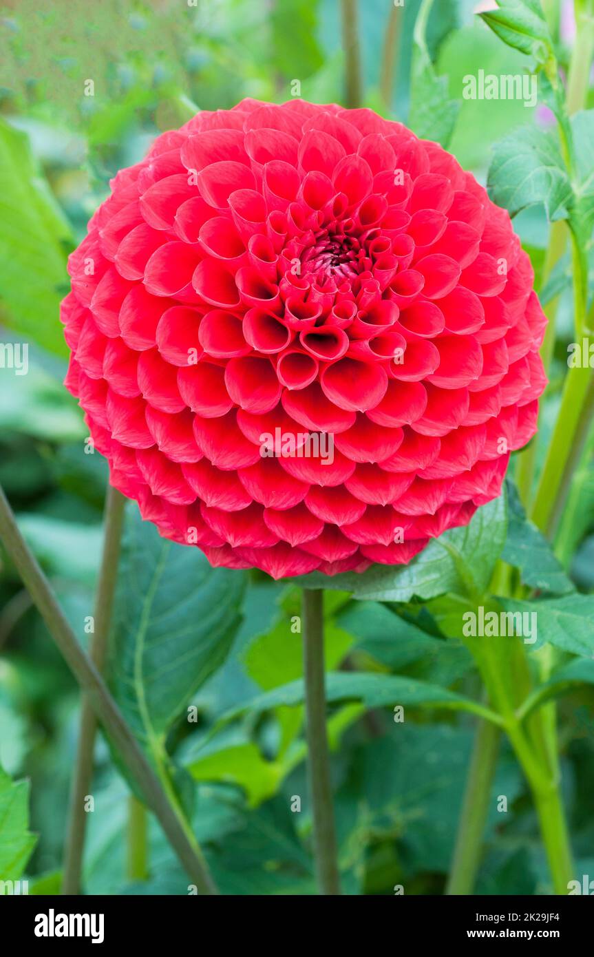 Red dahlia pompon asteraceae fotografías e imágenes de alta resolución -  Alamy