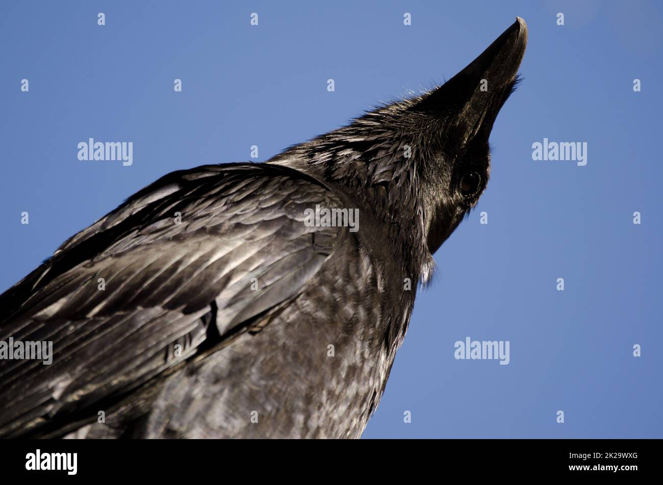Cuervo de las Islas Canarias en busca de posibles depredadores. Foto de stock