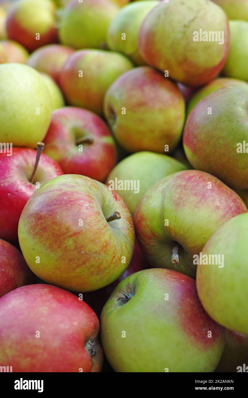 Una foto de manzanas. Una foto Una manzana al día mantiene al médico alejado de las manzanas. Foto de stock