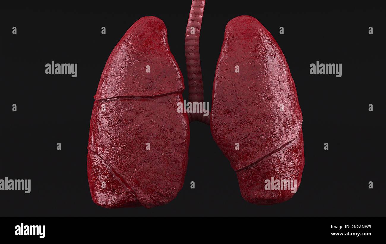 Pulmones humanos anatómicos Foto de stock