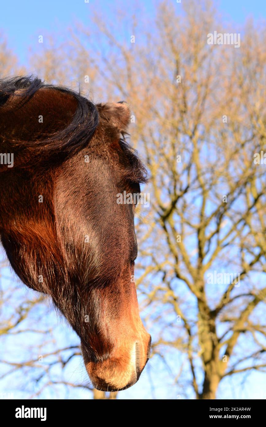 Una cabeza de caballos marrones como un primer plano desde abajo Foto de stock