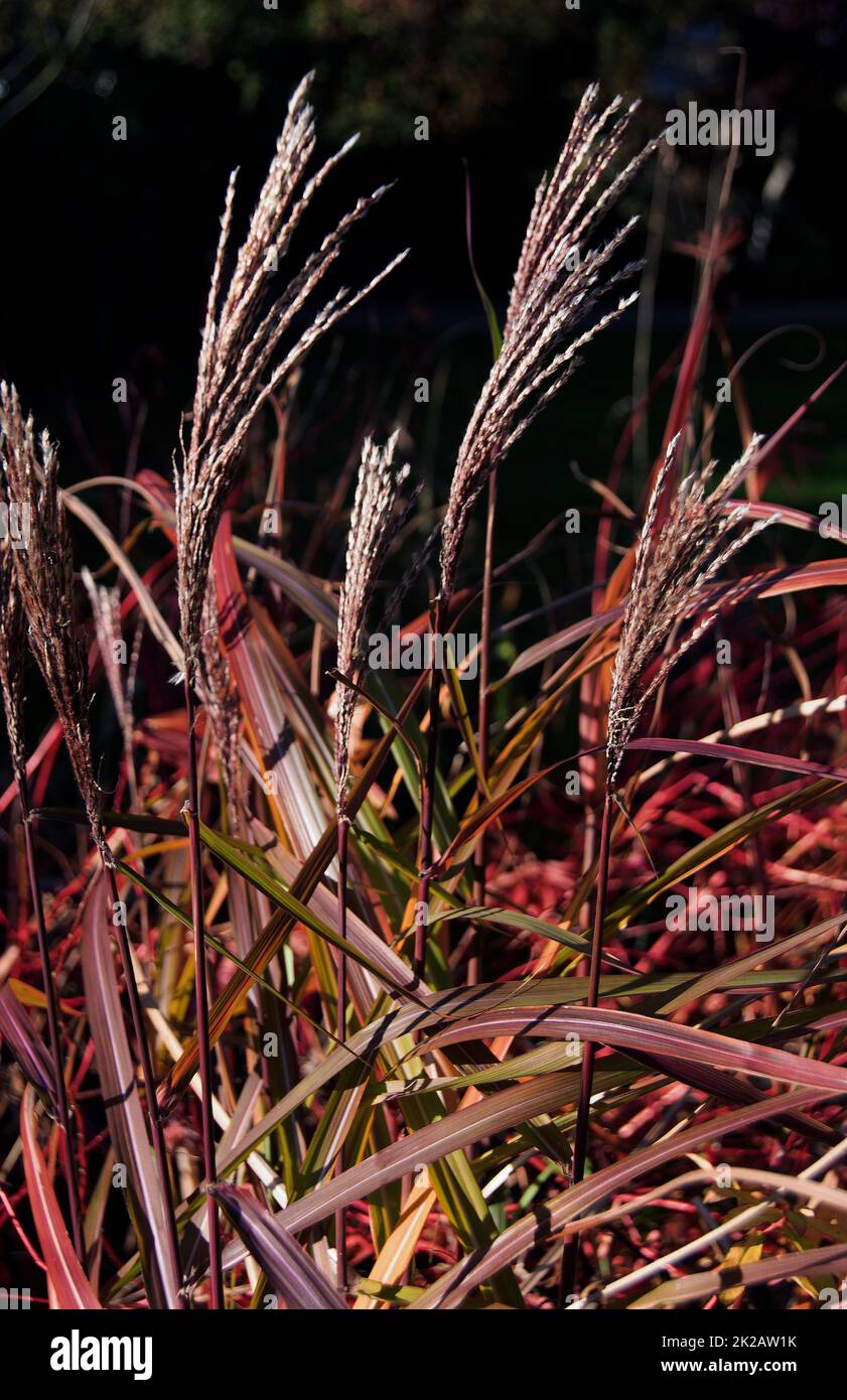 Miscanthus sinensis 'Malepartus' ' es una hierba decidua vigorosa, libre-floreciente a 6 pies de alto, y tiene hojas arqueadas con las costillas medias blancas, y prol Foto de stock