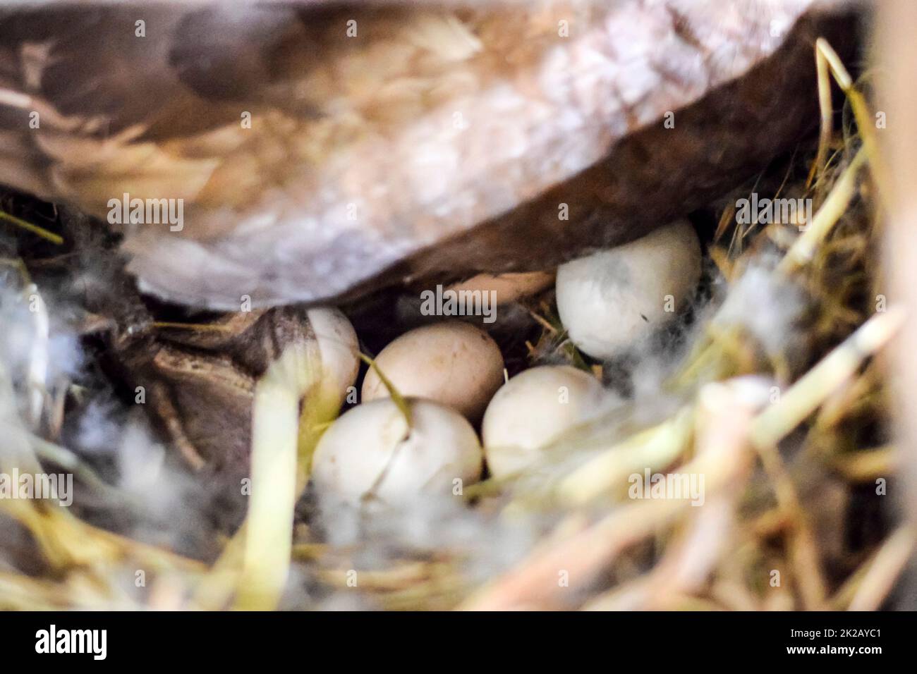 pato almizclado en el nido. Reproducción de patos almizcle Foto de stock