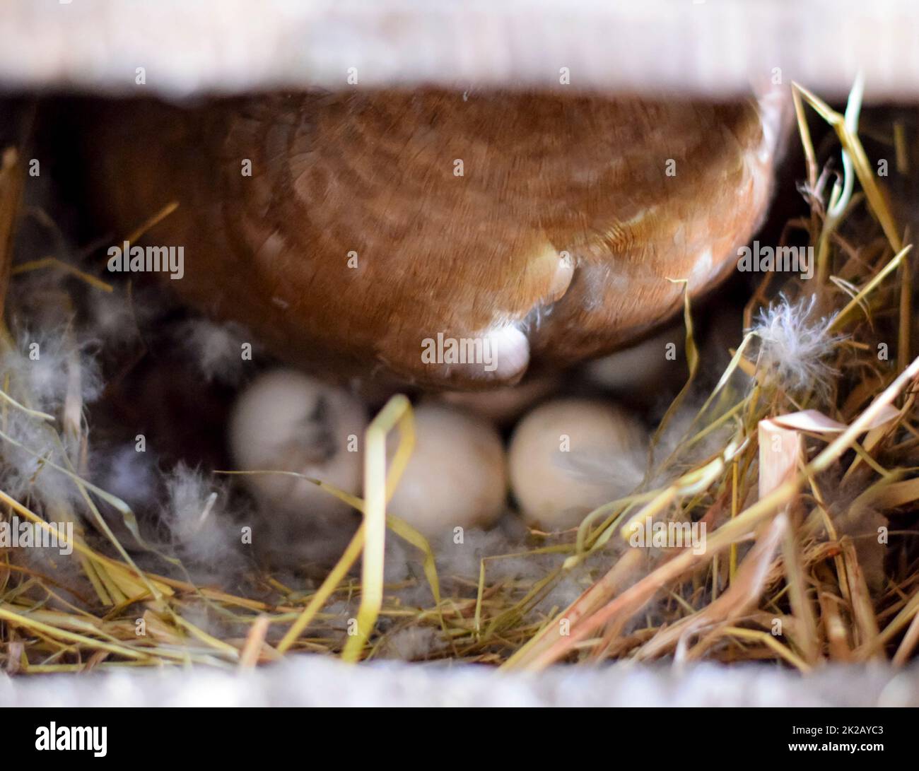 pato almizclado en el nido. Reproducción de patos almizcle Foto de stock
