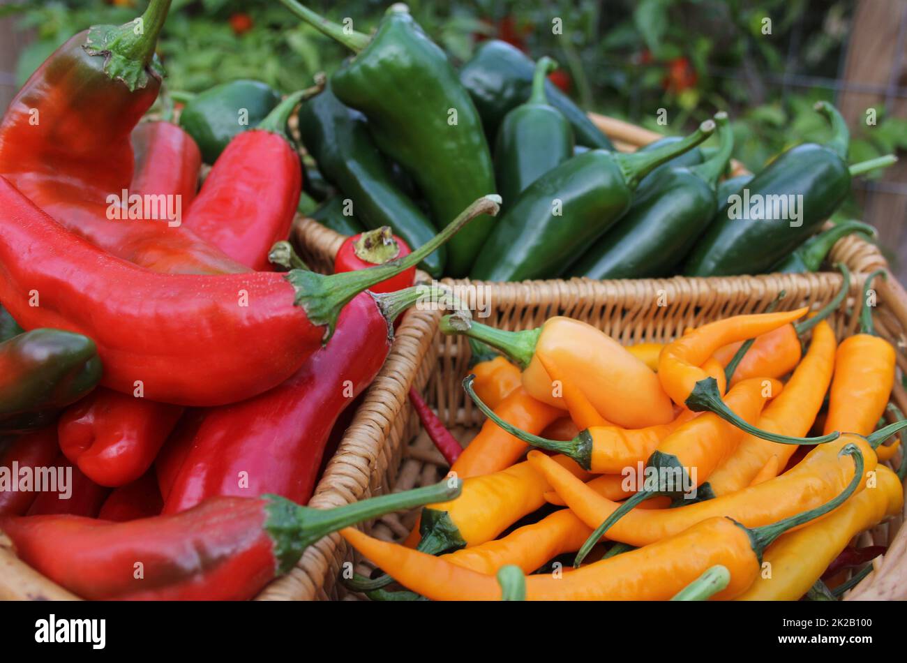 Poblano Peppers con Pimientos rojos asiáticos y Pimientos de chile amarillo Foto de stock