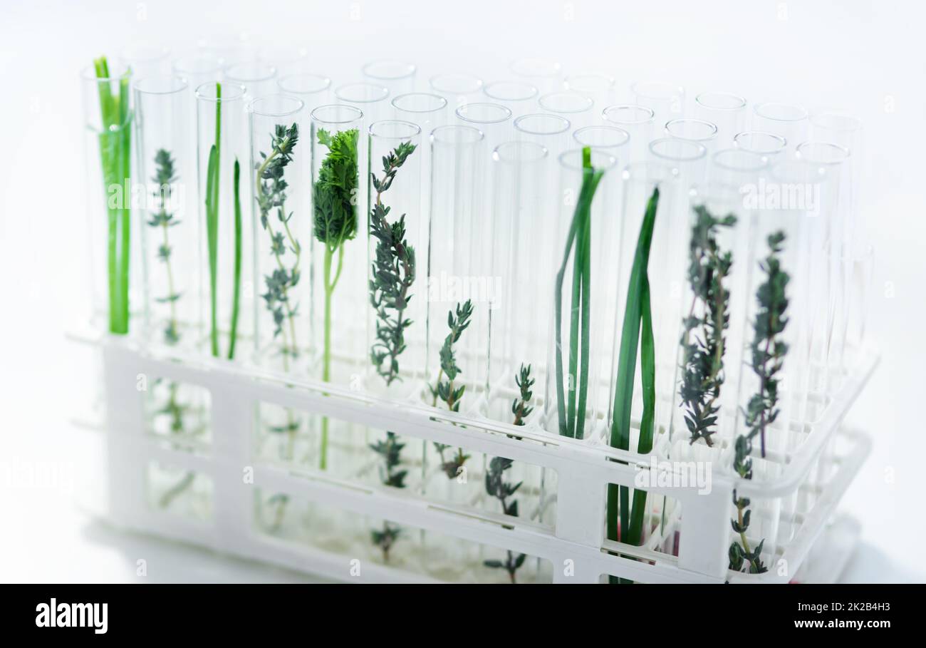 Las plantas son tan diversas. Inyección de diferentes especies de plantas en tubos de ensayo en un laboratorio. Foto de stock