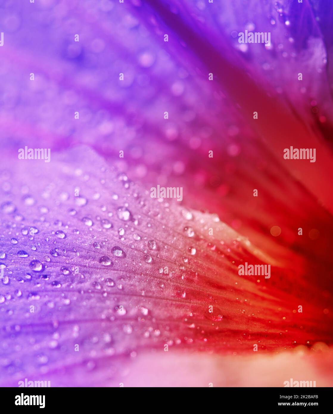 La sorprendente belleza de la naturaleza. Primer plano de una flor púrpura y roja cubierta de rocío. Foto de stock