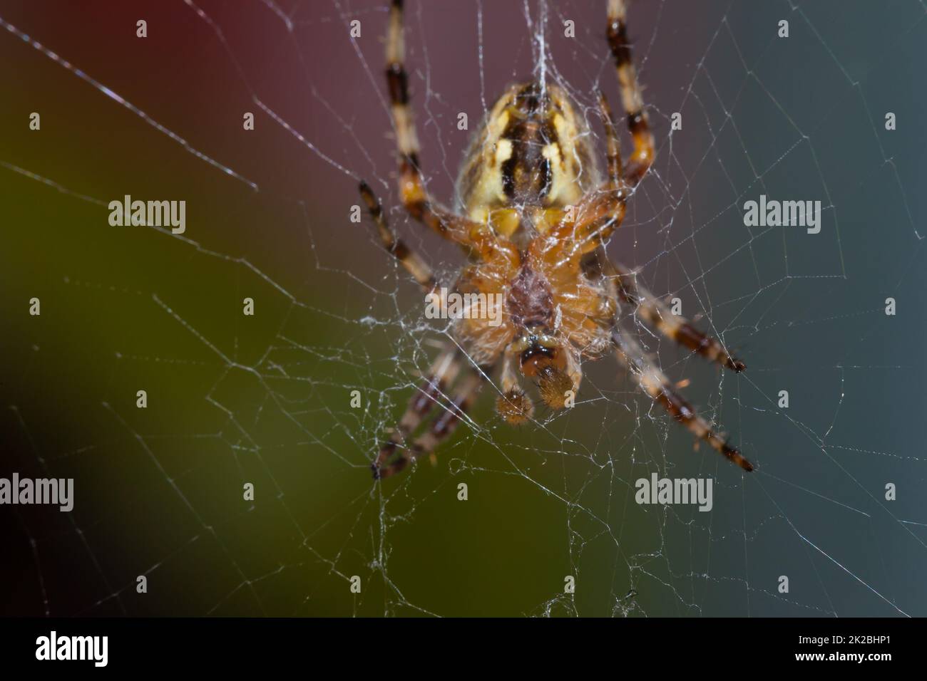 La parte inferior de la araña, alrededor de ella, es una tela Foto de stock