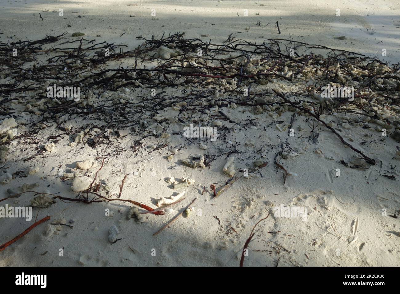 Corrales de madera y algas marinas en la playa como cerca Foto de stock