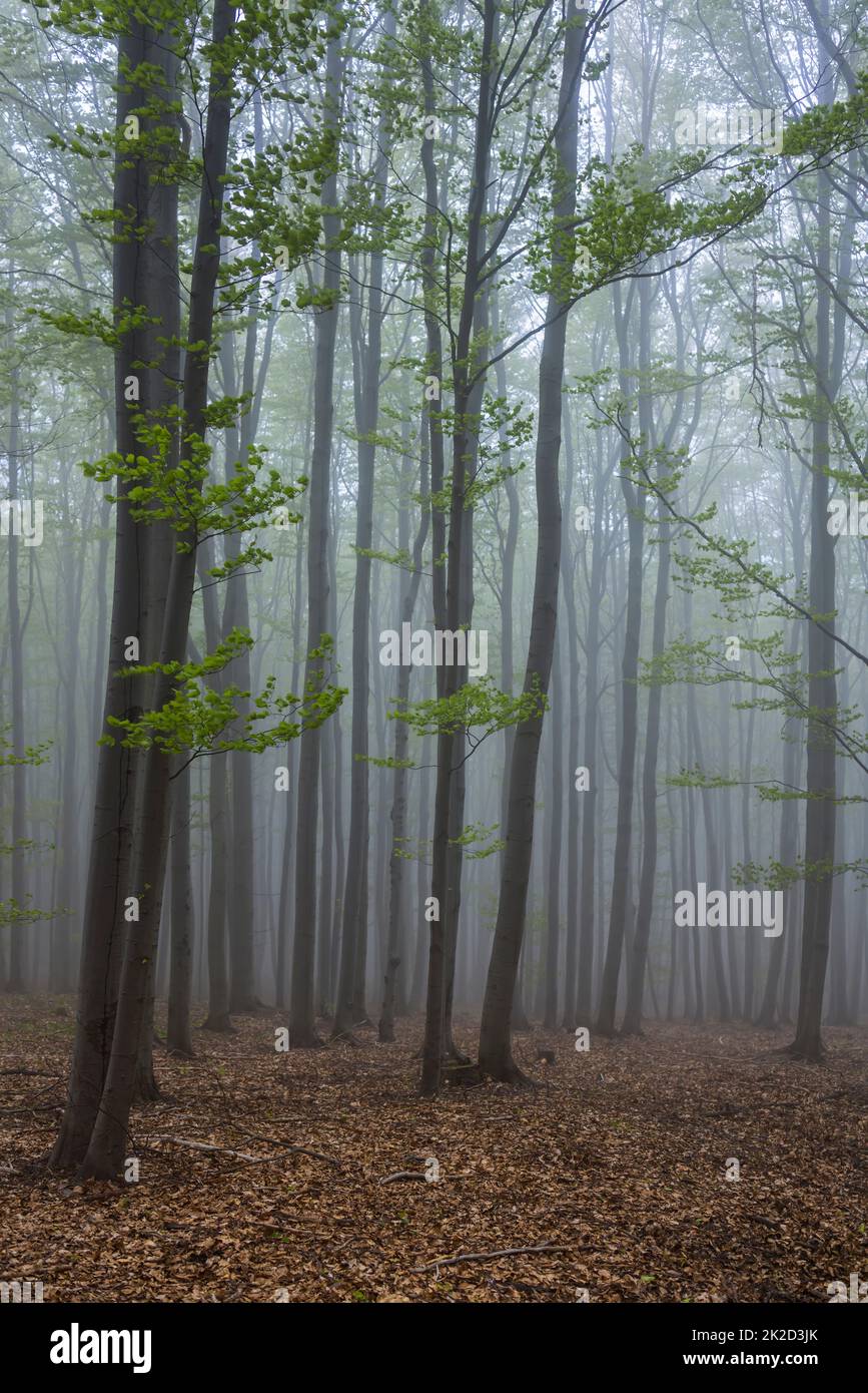 Bosque de hayas primaveral en Carpathians Blancos, Moravia del Sur, República Checa Foto de stock