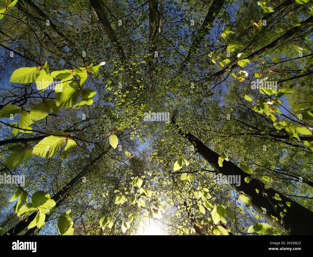 Amplio paisaje de bosque verde en primavera Foto de stock