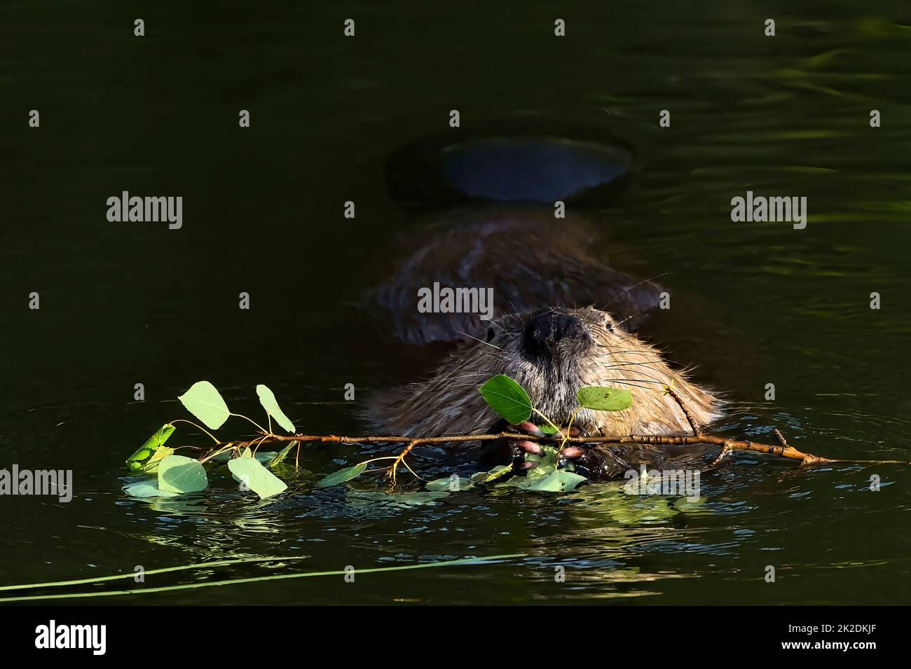 Un castor canadiense salvaje 'Castor canadensis', que se alimenta de algunas ramas de álamos mientras flota en su tranquilo estanque de castores. Foto de stock