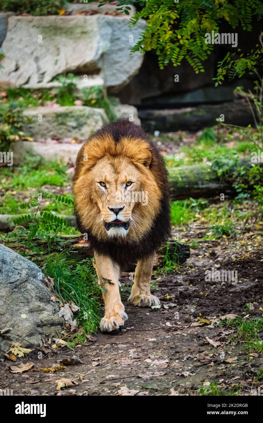 León en la selva en la naturaleza Foto de stock