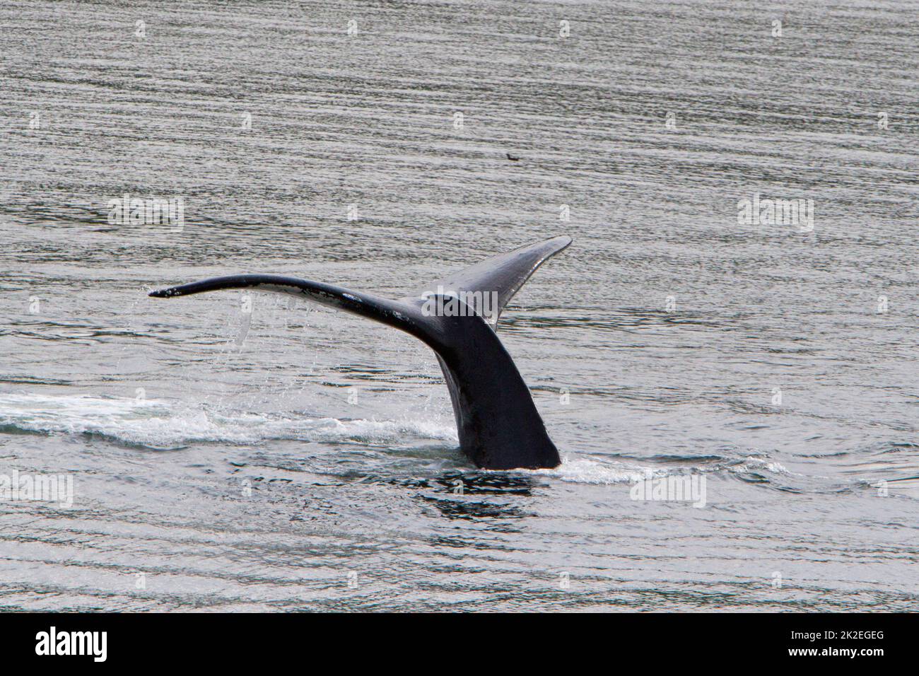 la cola trepadora de una ballena jorobada (Megaptera novaeangliae) buceo en la ensenada de Khutzeymateen al norte del príncipe Rupert, BC, Canadá en julio Foto de stock