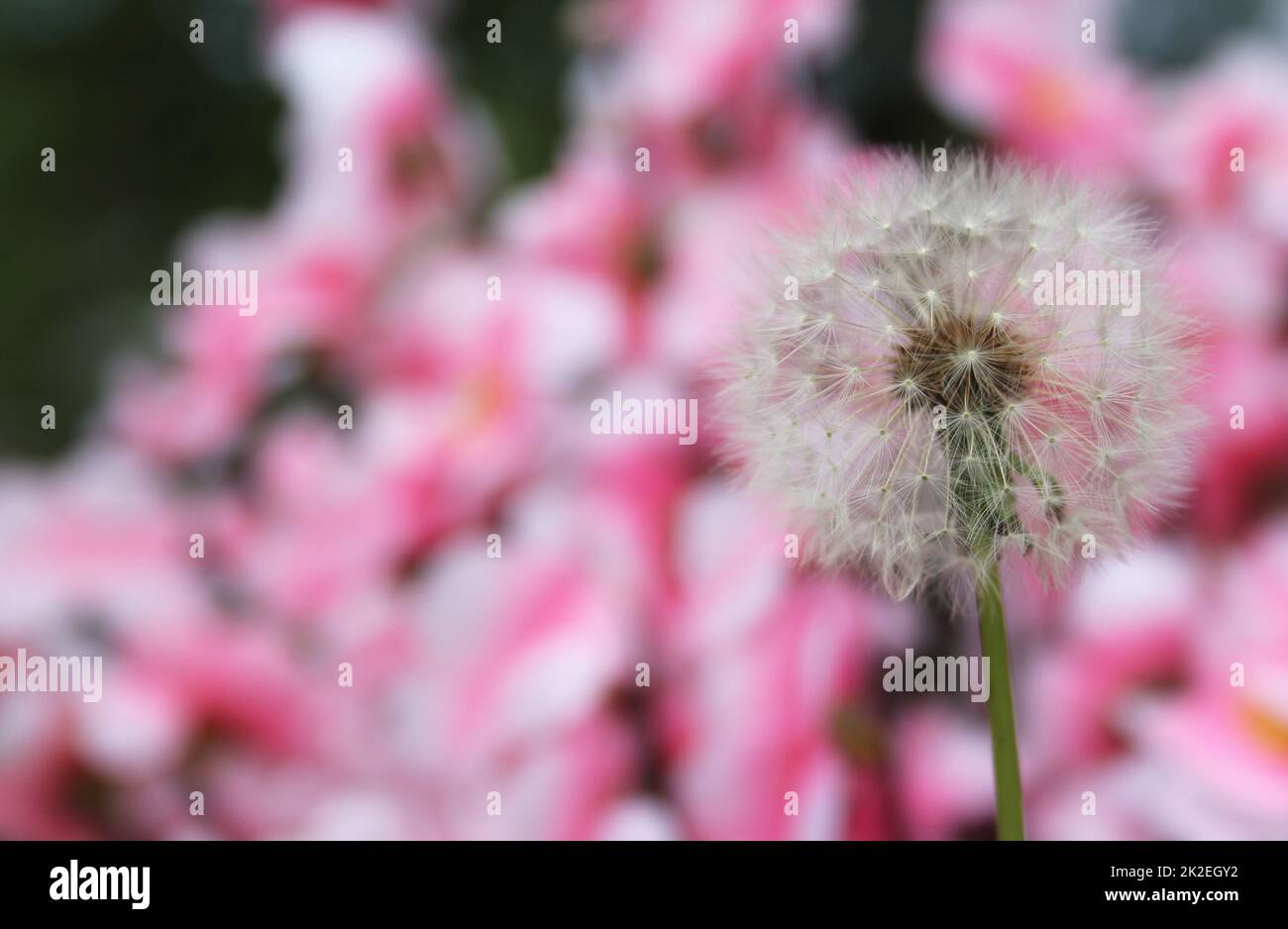 Cabeza de semilla de flor de diente de león con fondo rosa Foto de stock