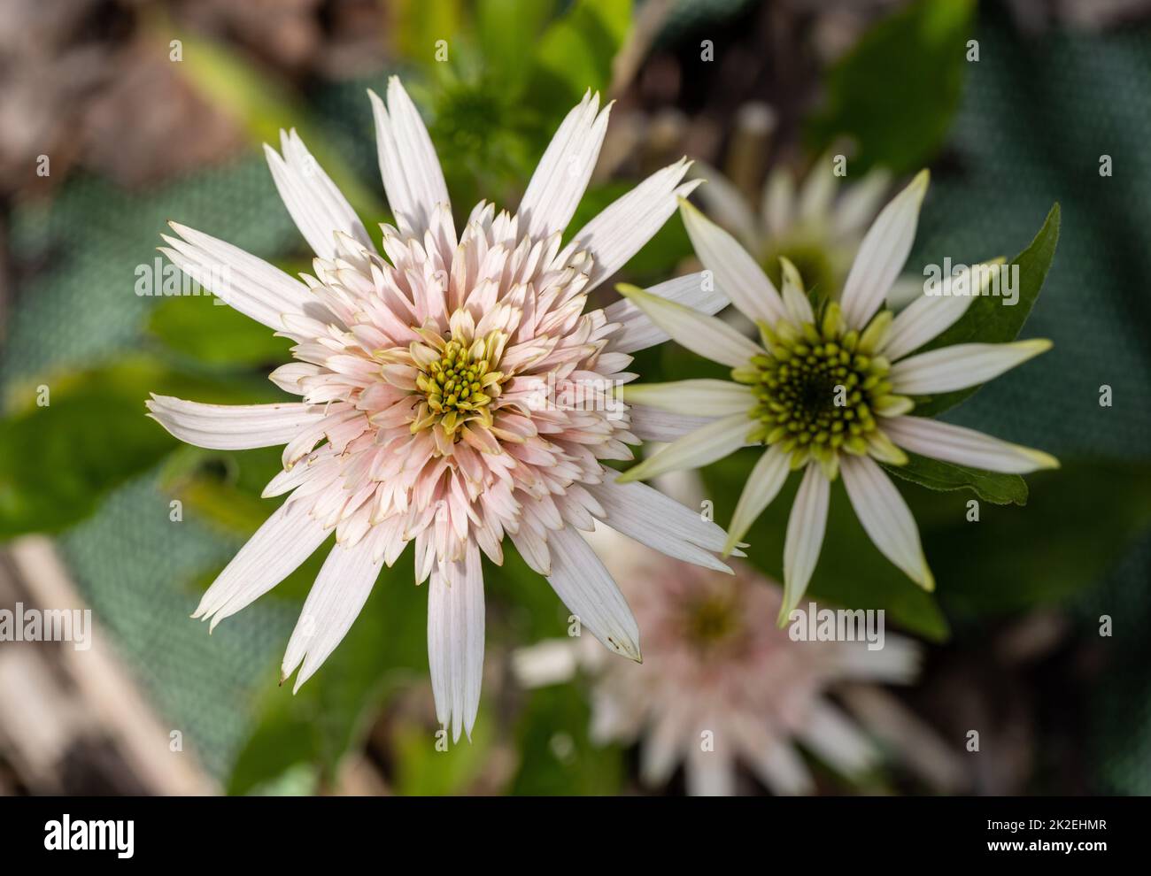 Flores de Echinacea - una hierba que estimula el sistema inmunológico Foto de stock