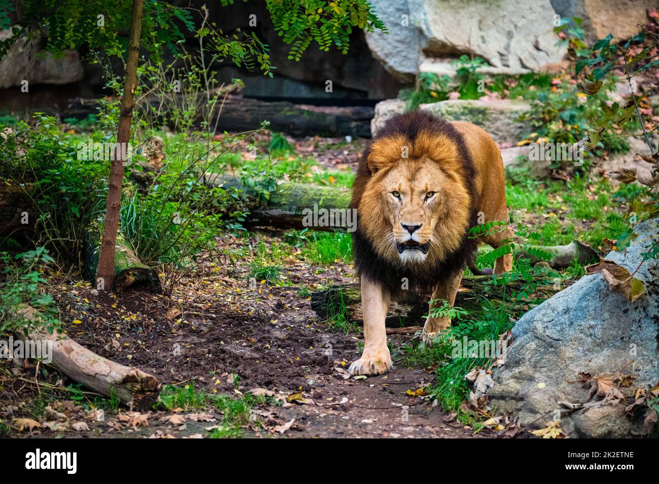 León en la selva en la naturaleza Foto de stock