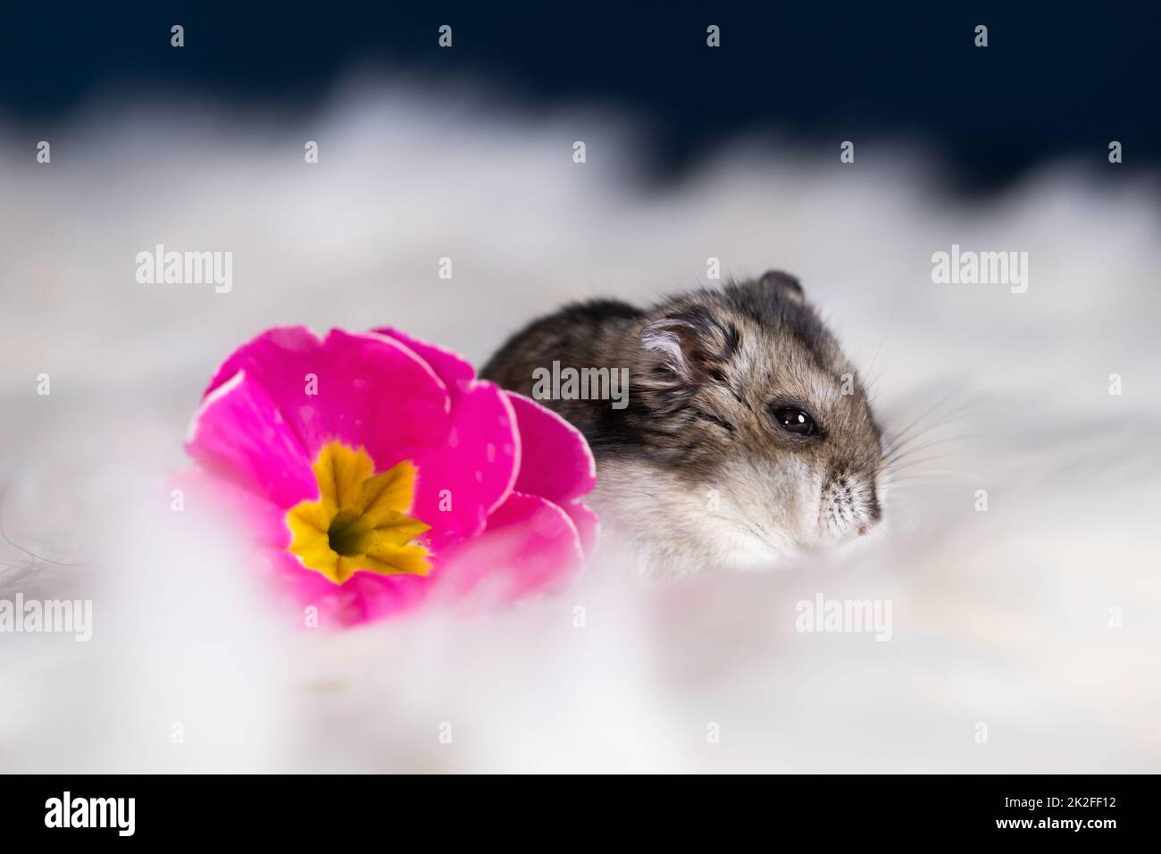 Hamster with flowers fotografías e imágenes de alta resolución - Alamy