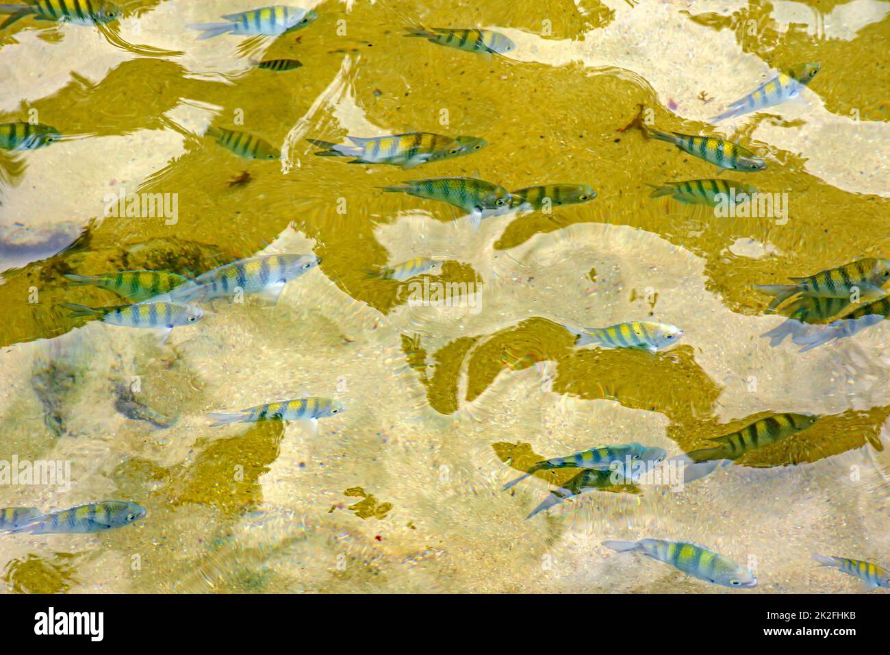 Escuela de peces pequeños nadando en las aguas limpias de las playas tropicales de Trindade Foto de stock