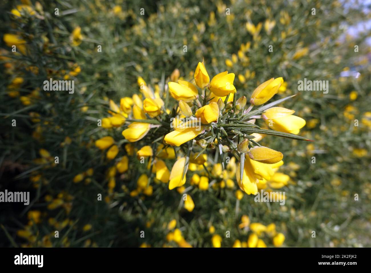 Stechginster (Ulex europaeus) - blÃ¼hende Pflanze Foto de stock