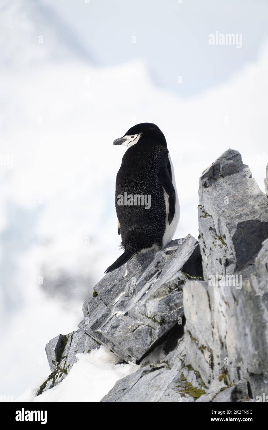 Pingüino de raya diplomática mira hacia atrás desde la cresta rocosa Foto de stock
