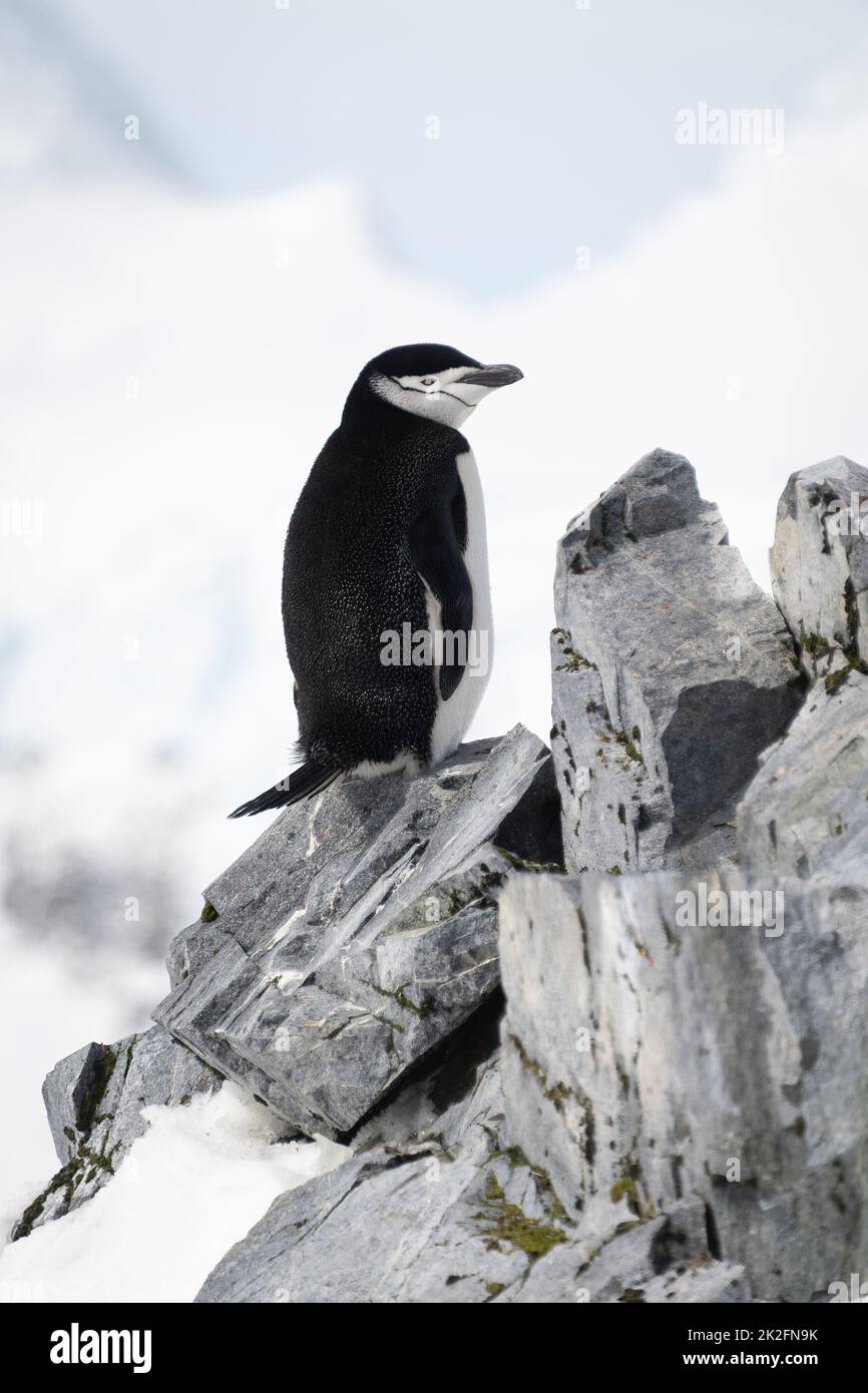 Pingüino de raya diplomática en la cresta rocosa hacia la derecha Foto de stock