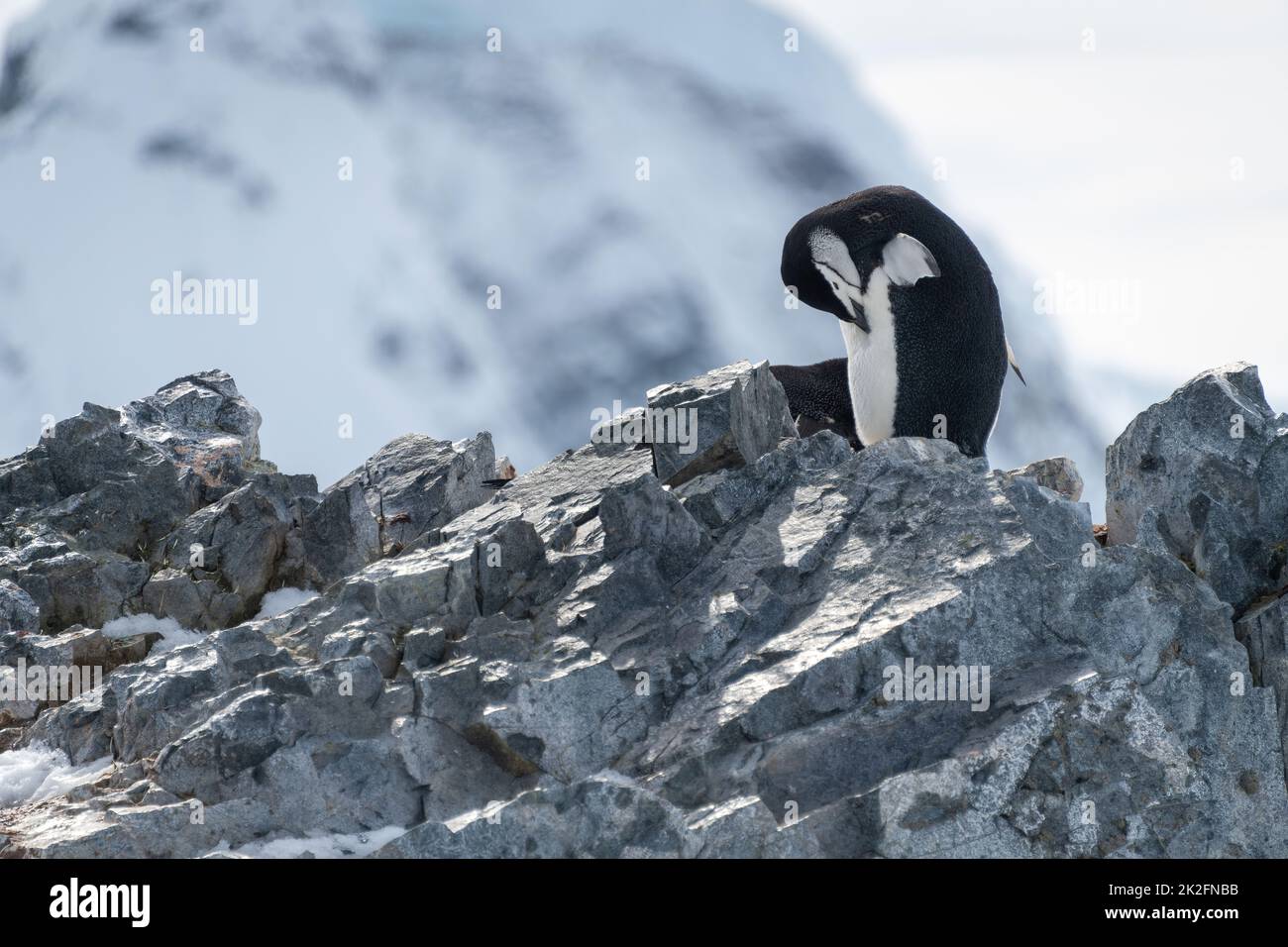Pingüino de chíndrap preening en la cresta rocosa Foto de stock