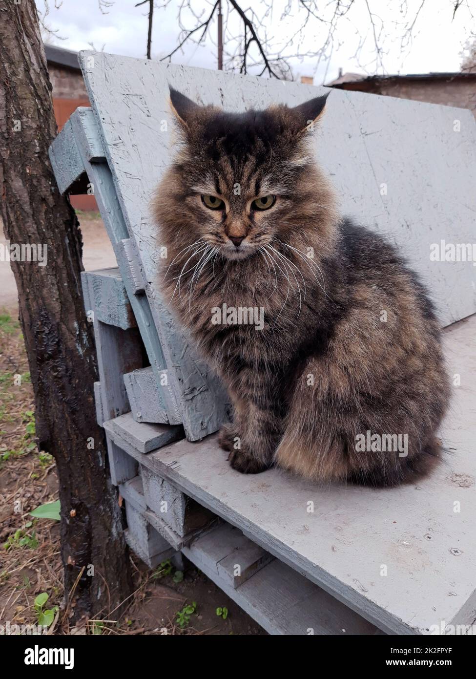 El gato del patio en un banco de la palet Foto de stock