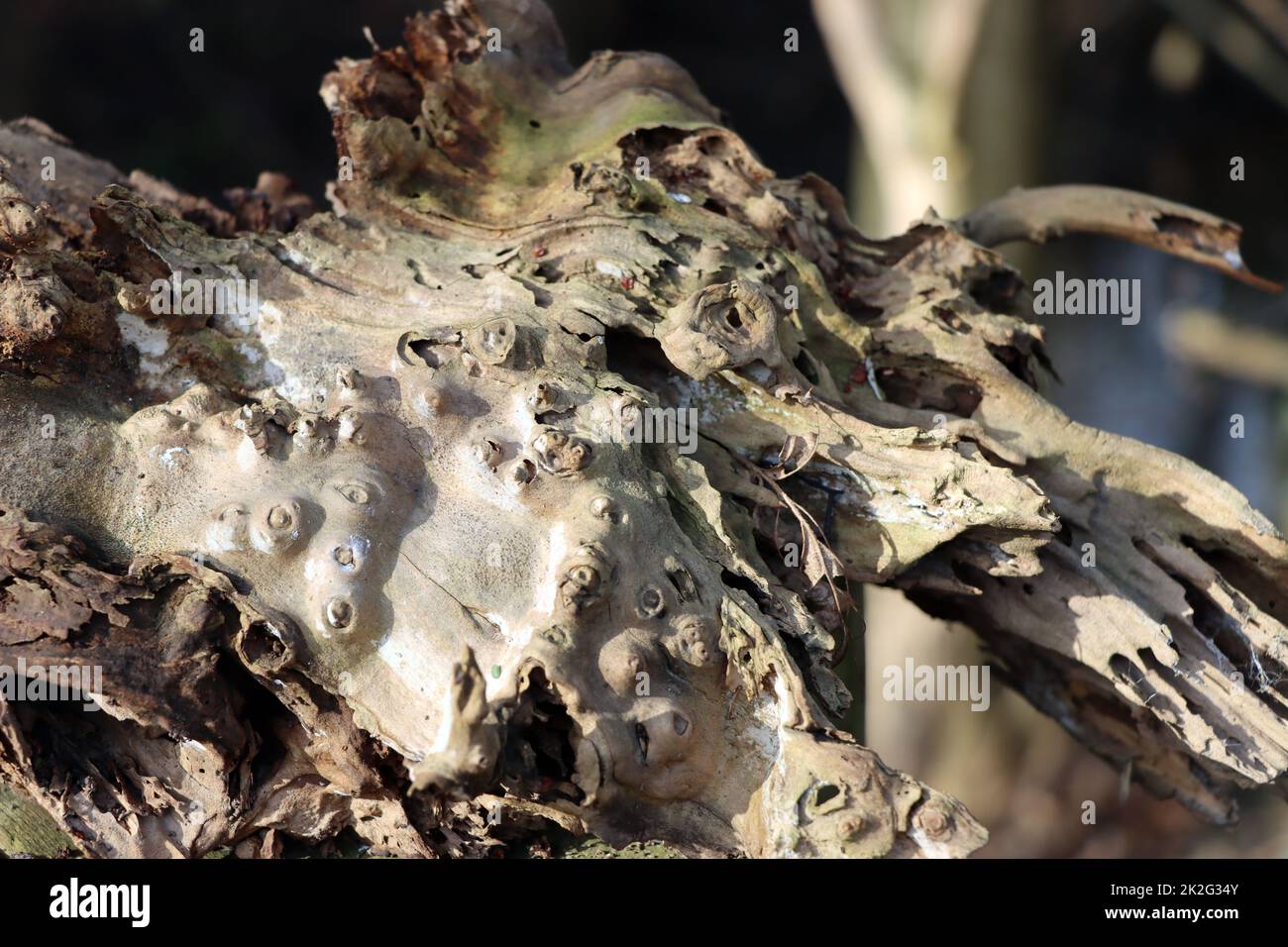 Hallimasch-Rhizomorphen bilden eine Skelett-artige Struktur in einem StÃ¼ck Totholz Foto de stock