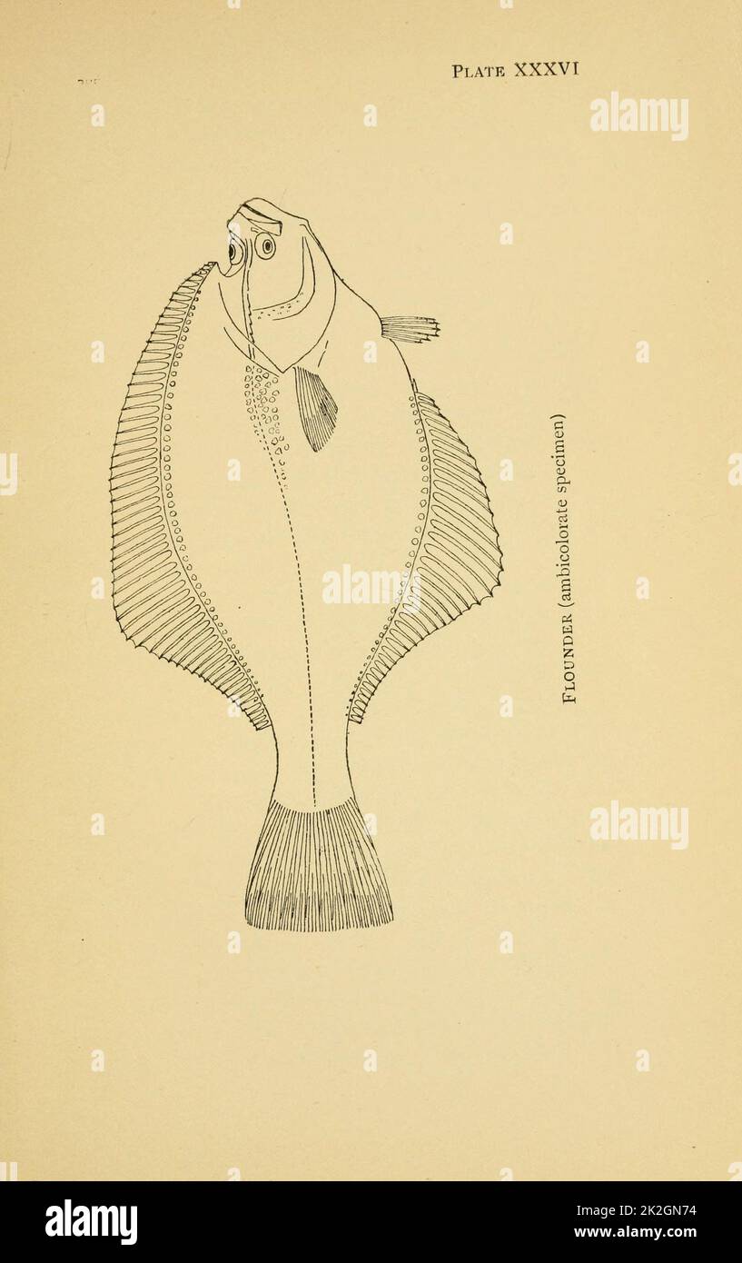 Los peces de agua dulce de las Islas Británicas Londres :Methuen,1911. https://biodiversitylibrary.org/page/13544967 Foto de stock