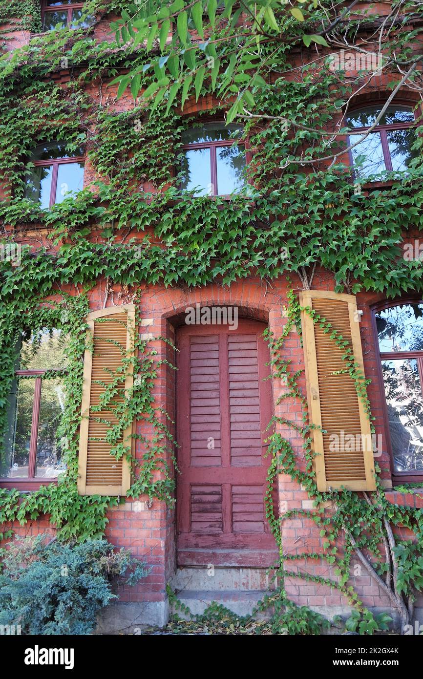 Antigua fachada de la casa con hiedra Foto de stock