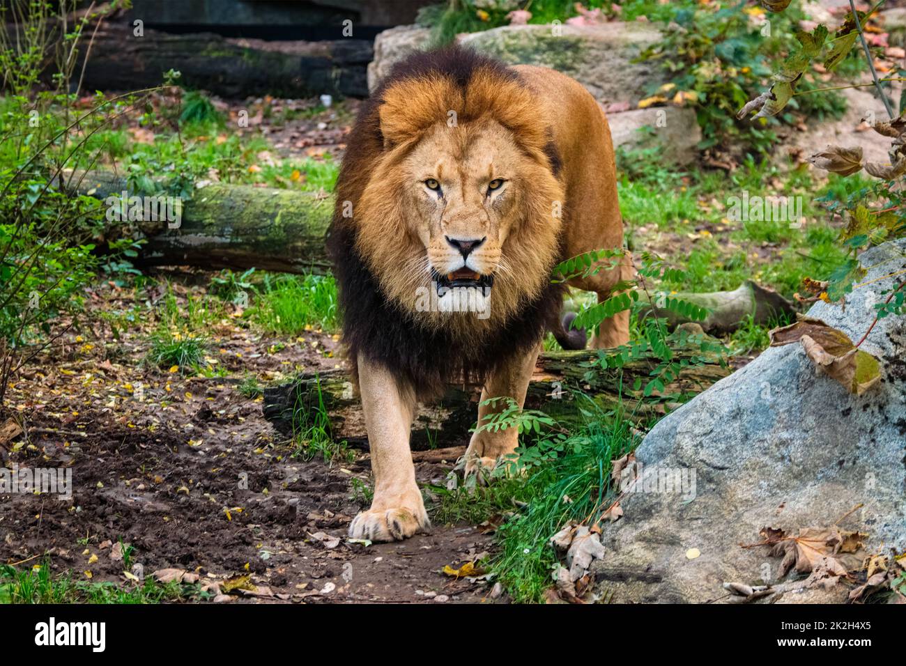 León en la selva en la naturaleza Foto de stock