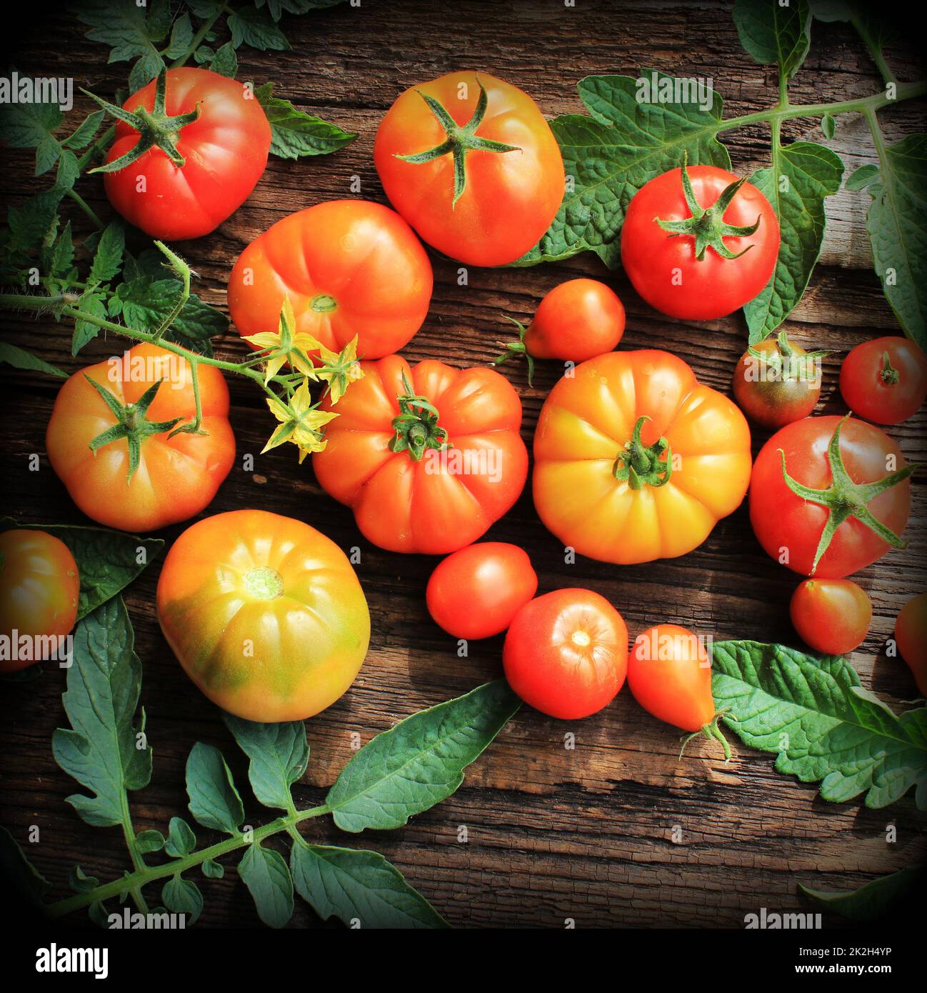Colorido tomates - rojo, el amarillo, el naranja. Cocinar vegetales de cosecha de la concepción. Foto de stock