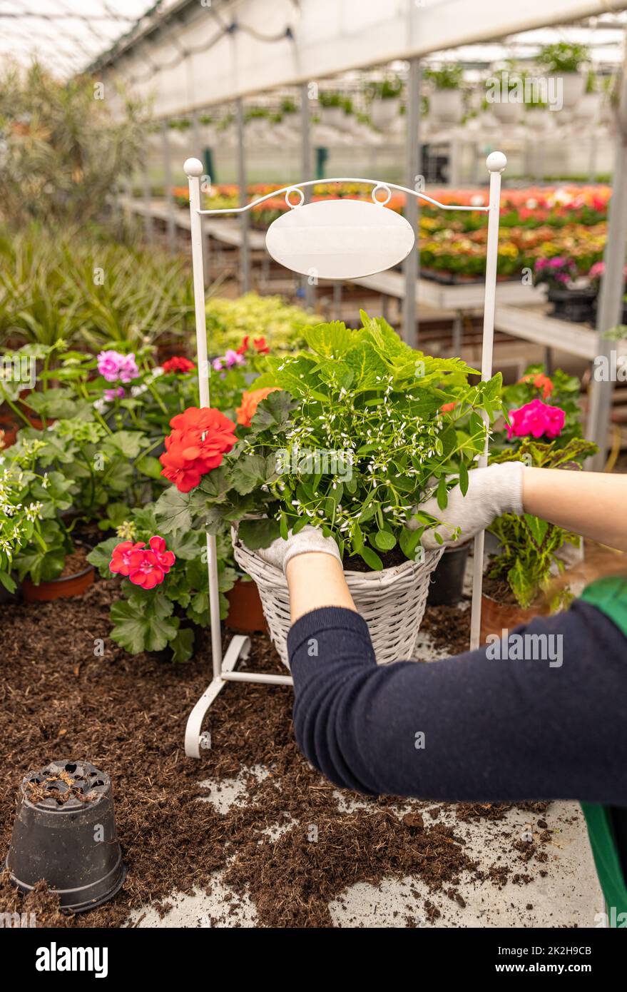Mujer plantando composición de flores Foto de stock
