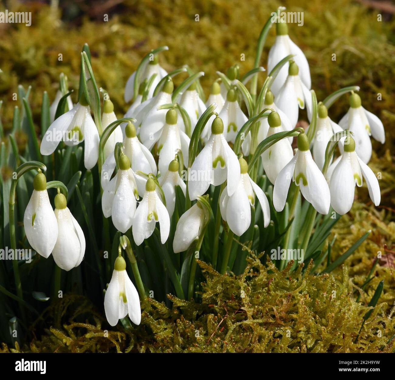 Fugas de nieve, Galanthus nivalis Foto de stock