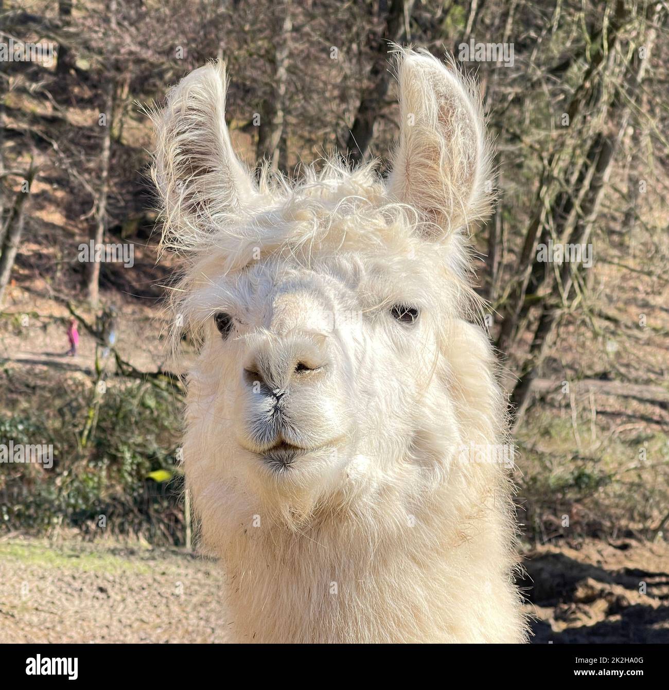 Lama Glama, Alpaca Foto de stock