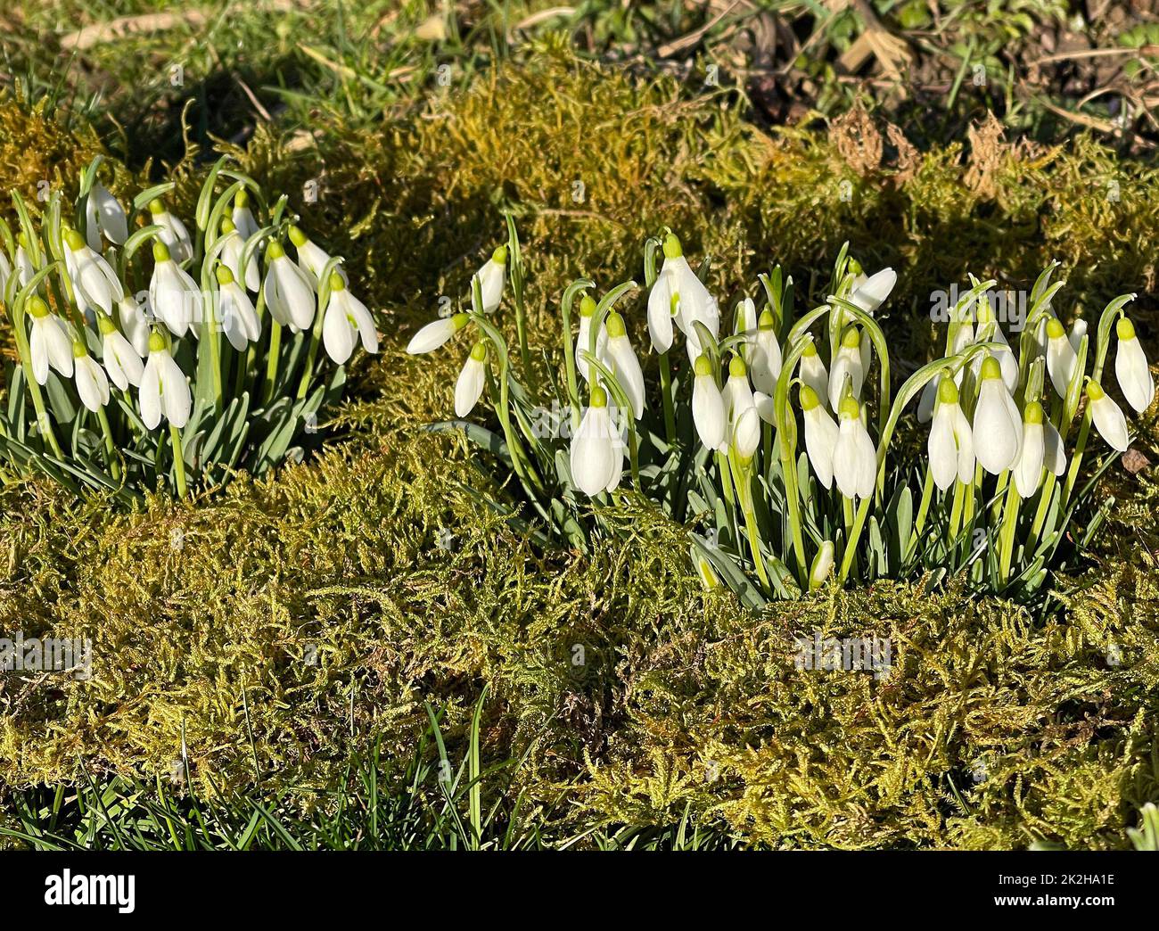 Fugas de nieve, Galanthus nivalis Foto de stock