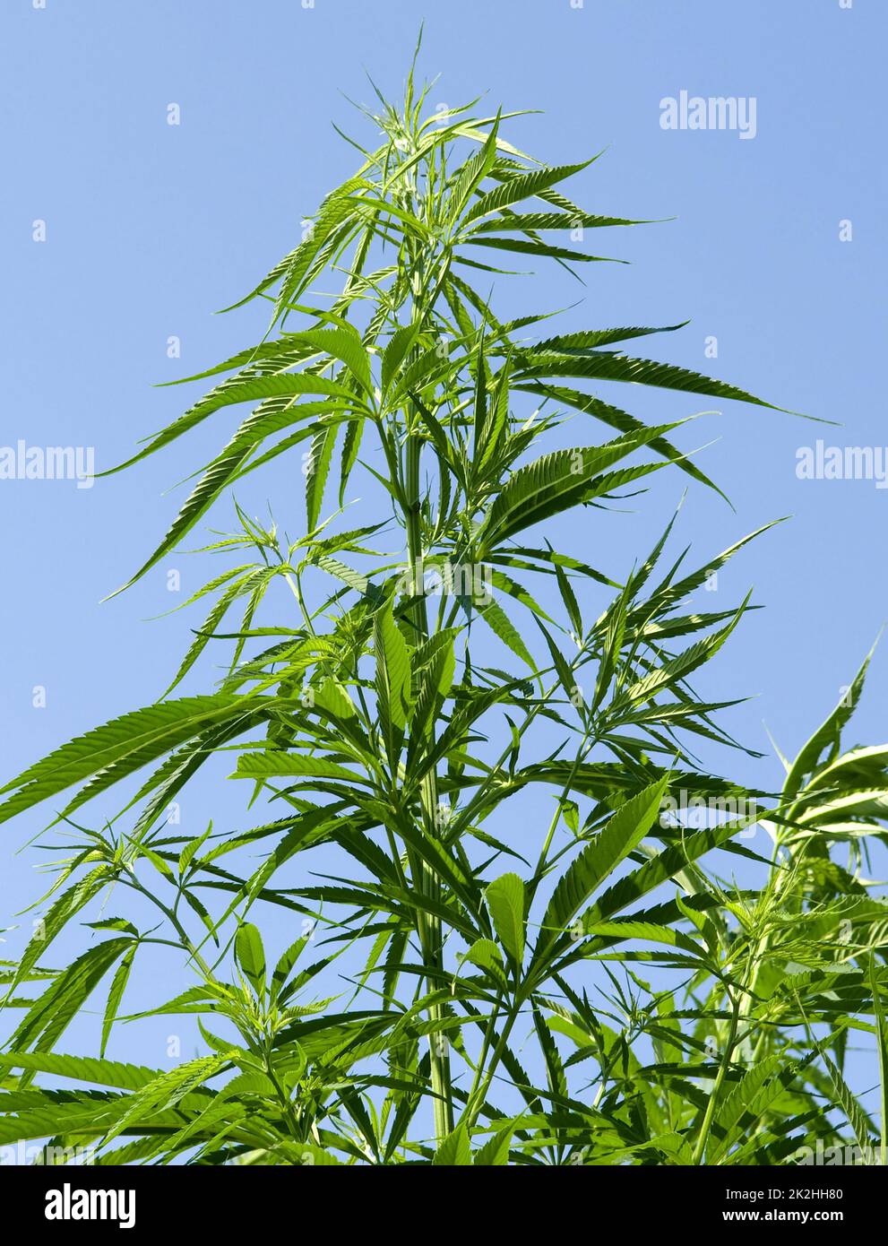 Planta de cáñamo, Cannabis sativa Foto de stock