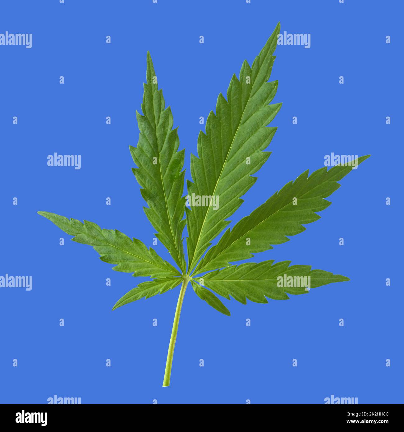 Planta de cáñamo, Cannabis sativa Foto de stock
