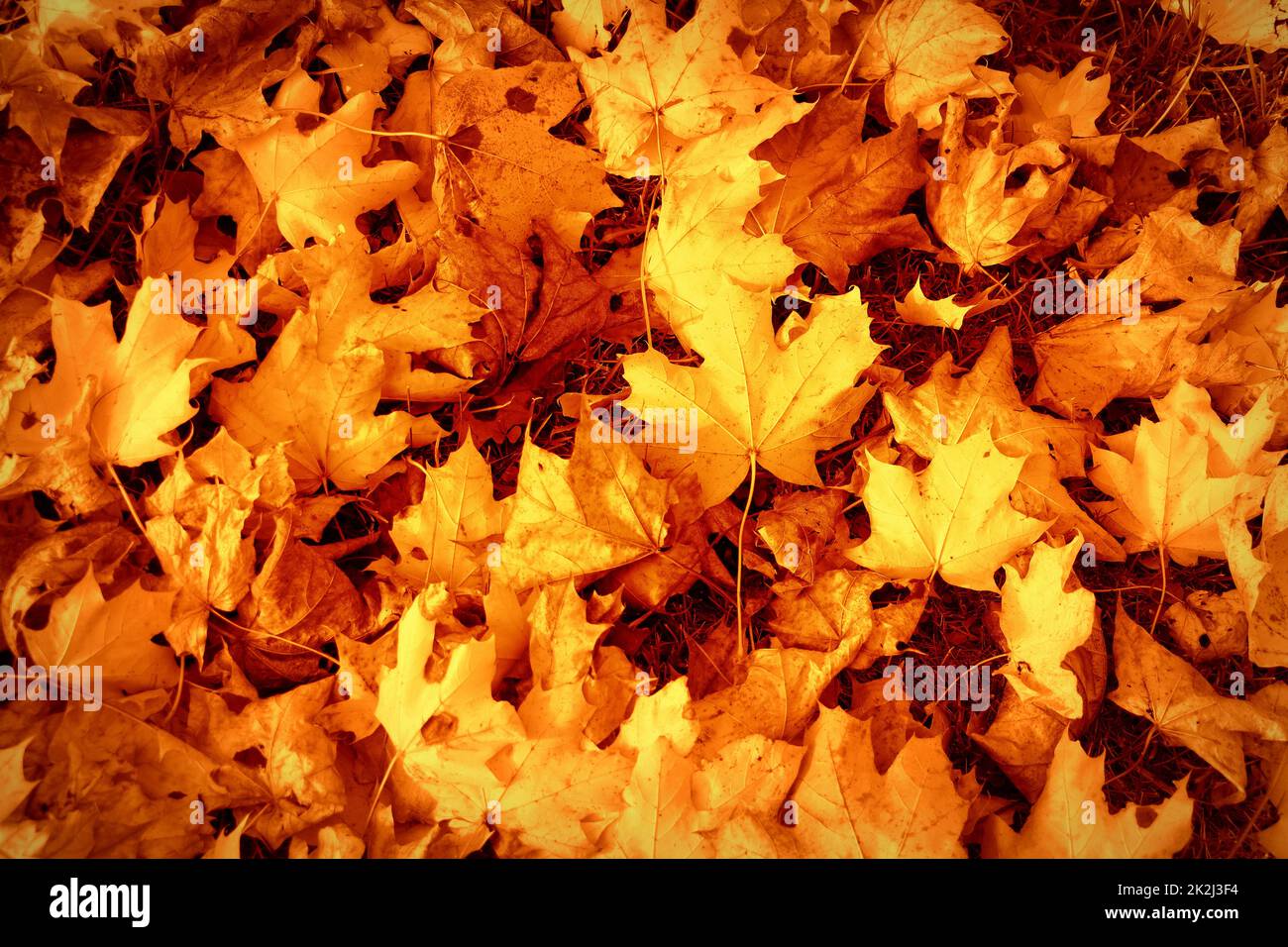 El otoño deja el fondo. Imagen colorida de hojas otoñales caídos, perfecta para uso estacional. Foto de stock