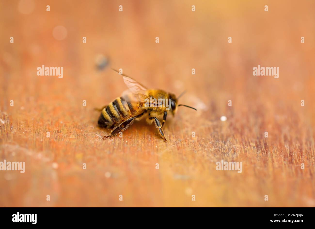 Una abeja sobre una tabla de madera. Las abejas son insectos estado-formando. Foto de stock