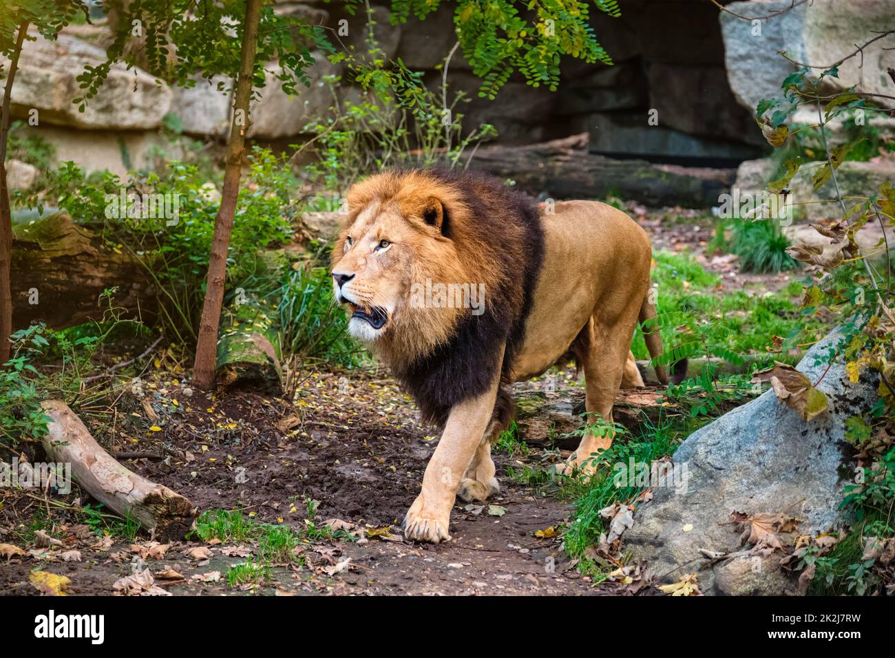 León en la selva en la naturaleza Foto de stock
