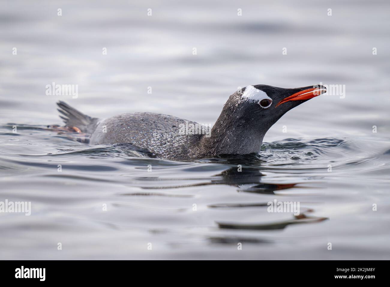 Marsopas de pingüinos de Gentoo en cámara de observación de agua Foto de stock