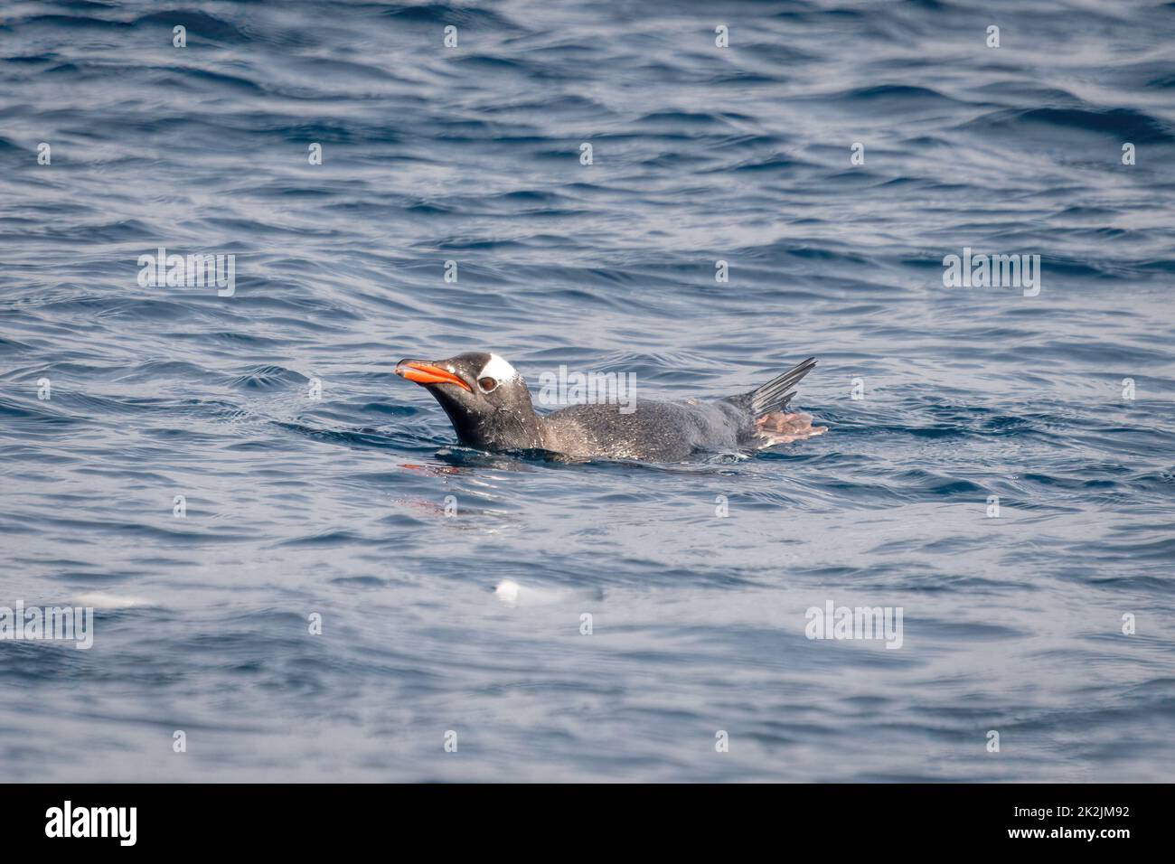 Marsopas de pingüinos de Gentoo en el mar bajo el sol Foto de stock