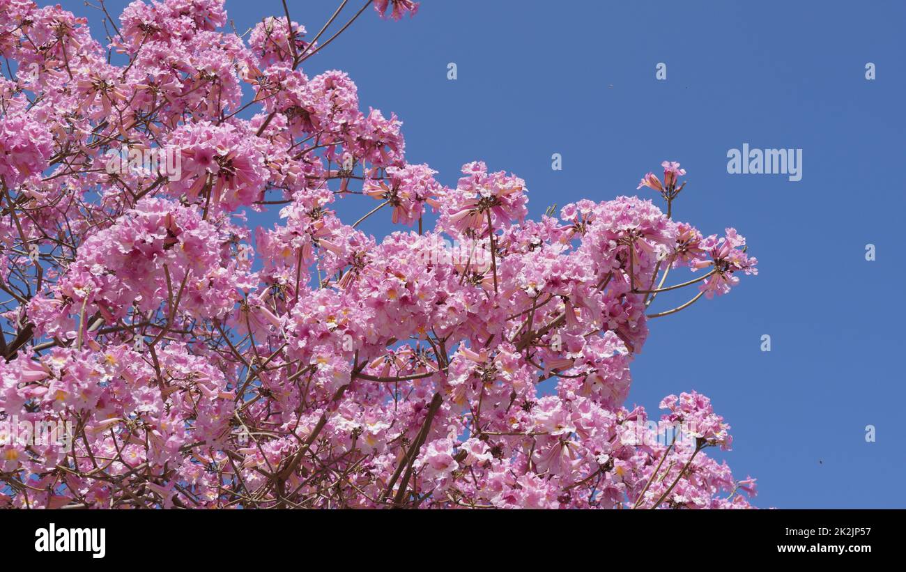 Árbol de trompeta rosa (Handroanthus impetiginosus). Tabebuia rosea es un árbol neotropical de la flor rosa en el parque. Florece en la temporada de primavera. Foto de stock
